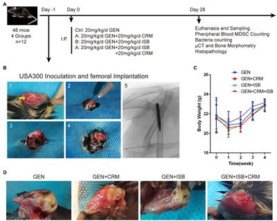 Cocktail of isobavachalcone and curcumin enhance eradication of Staphylococcus aureus biofilm from orthopedic implants by gentamicin and alleviate inflammatory osteolysis